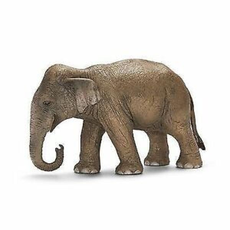 ASIAN ELEPHANT FEMALE