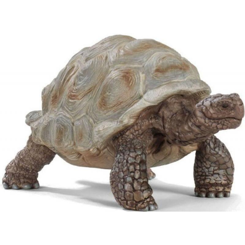 GIANT TORTOISE