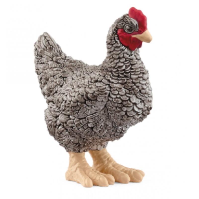 PLYMOUTH ROCK CHICKEN