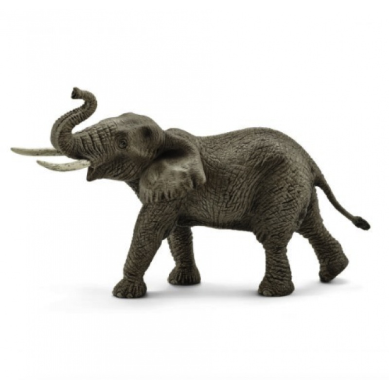 AFRICAN ELEPHANT MALE